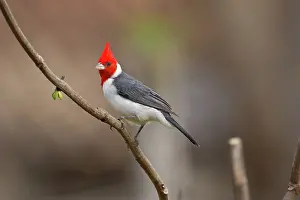 Paroaria: Red-crested Cardinal
