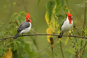 Mary: Red-Crested Cardinal Pair, Paroaria coronata