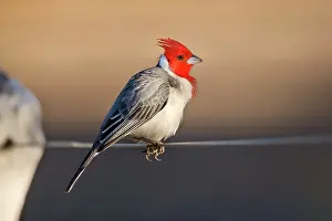 Paroaria: Red-crested Cardinal - single adult sitting on a fence