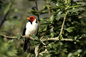 Cardinals: Red-crested Cardinal on tree branch
