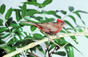 John Dunning: Red-crested Finch