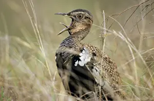 Eupodotis: Red-crested Korhaan / BUSTARD - Calling