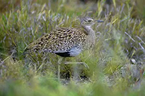 Bustard: Red-crested Korhaan - Kruger National Park, Mpumalanga