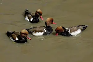 Netta: Red-Crested Pochard - 4 drakes feeding on lake
