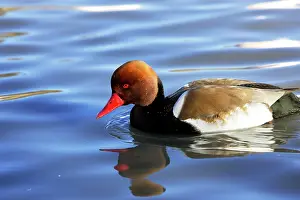 Netta: Red-crested Pochard