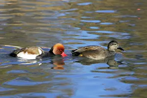 Netta: Red-crested Pochard