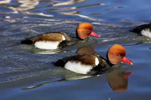 Netta: Red-crested Pochard