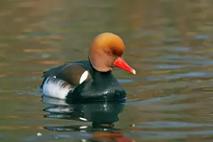 Netta: Red-Crested Pochard