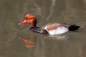 Netta: Red-crested Pochard