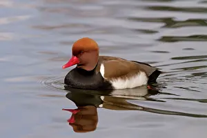 Netta: Red crested Pochard