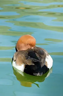 Netta: Red-crested Pochard