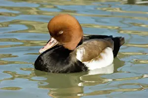 Netta: Red-crested Pochard