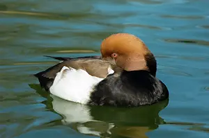 Netta: Red-crested Pochard