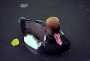 Slimbridge: Red-crested Pochard