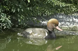 Netta: Red-crested Pochard