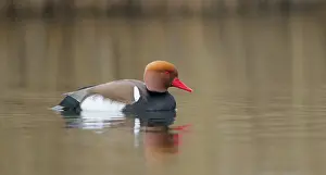 Netta: Red-crested Pochard