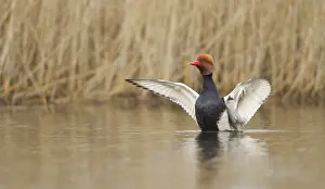 Netta: Red-crested Pochard