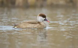 Netta: Red-crested Pochard