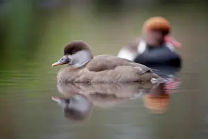Netta: Red-crested Pochard