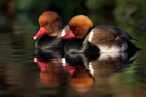 Netta: Red-crested Pochard