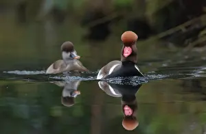 Ditch: Red-crested Pochard