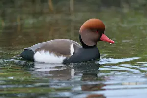 Netta: Red-crested Pochard