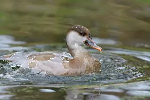 Netta: Red-crested Pochard