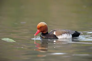 Netta: Red-crested Pochard