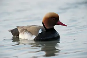 Netta: Red-crested Pochard