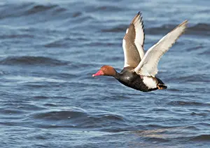 Starrevaartplas: Red-crested Pochard