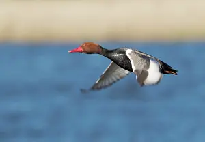 Starrevaartplas: Red-crested Pochard