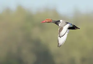 Starrevaartplas: Red-crested Pochard