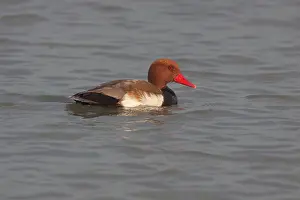 Netta: Red-crested Pochard