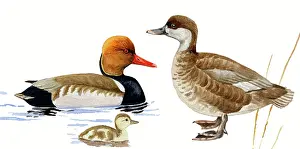 Netta: Red-crested Pochard
