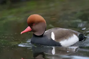Netta: Red-crested Pochard