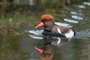 Netta: Red-crested Pochard