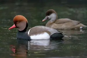 Netta: Red-crested Pochard