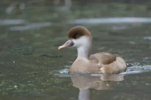 Ditch: Red-crested Pochard