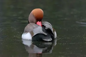 Netta: Red-crested Pochard