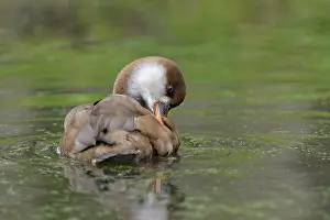 Netta: Red-crested Pochard