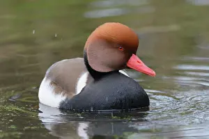 Netta: Red-crested Pochard