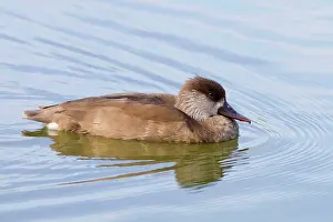 Netta: Red Crested Pochard adult female swimming (controlled