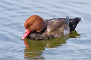 Netta: Red Crested Pochard adult male swimming (controlled