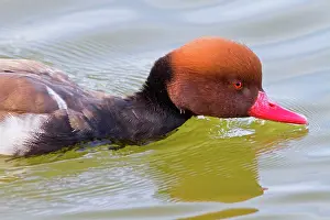 Netta: Red Crested Pochard adult male swimming (controlled