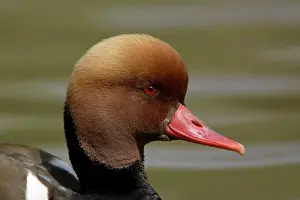 Netta: Red-Crested Pochard - close - up study of drake's head