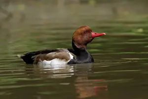 Netta: Red-Crested Pochard - drake swimming on lake