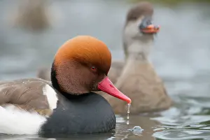 Netta: Red Crested Pochard - drake in winter