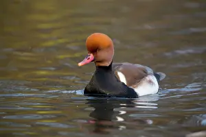Netta: Red Crested Pochard - drake in winter