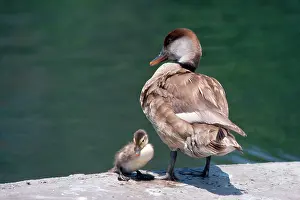 Netta: Red-crested Pochard Duck - adult and young