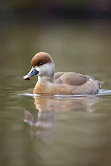Netta: Red Crested Pochard - female in winter